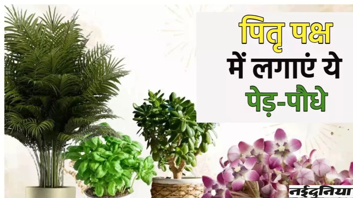 Pitru Paksha 2025: इन तीन पौधों को लगाने से प्रसन्न होते हैं पितृ, घर के सभी दोष होंगे दूर
