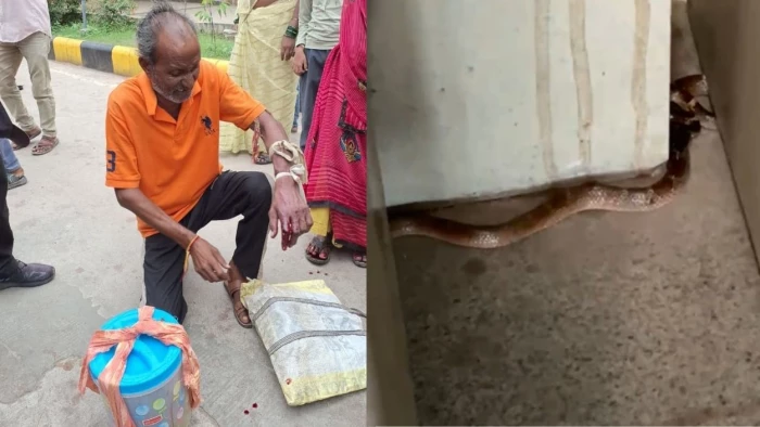 सांप के काटने पर डिब्बे में जिंदा कोबरा लेकर अस्पताल पहुंचा सपेरा, सुपर स्पेशियलिटी के OT में भी निकला सांप