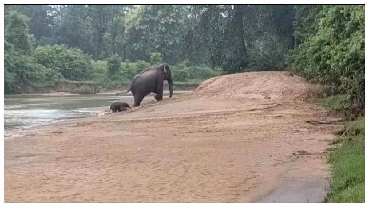 मुश्किल राह पर नन्हे कदमों का सहारा बनी माँ, कटघोरा के जंगल से वायरल हुआ हथनी का खूबसूरत वीडियो