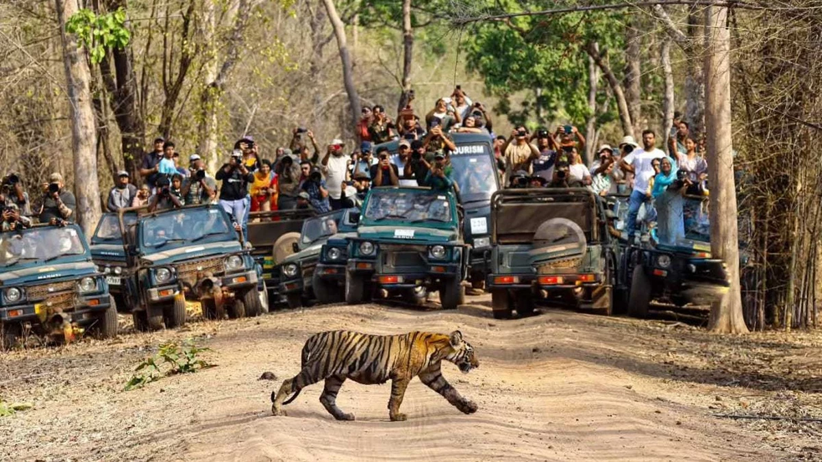 MP Tiger Reserves: खुल गए मध्य प्रदेश के नौ टाइगर रिजर्व, पहले पखवाड़े की बुकिंग लगभग फुल