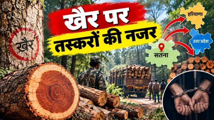 सागौन के बाद खैर पर तस्करों की नजर, सतना के जंगलों से यूपी-हरियाणा तक लकड़ी का नेटवर्क