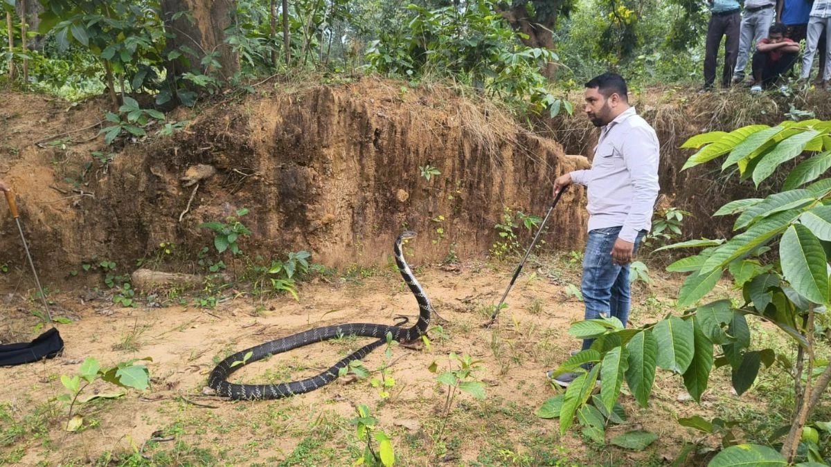 छत्तीसगढ़ में दिखा विशालकाय किंग कोबरा, देखकर ग्रामीणों के उड़े होश, 20 फीट से ज्यादा हो सकती है लंबाई