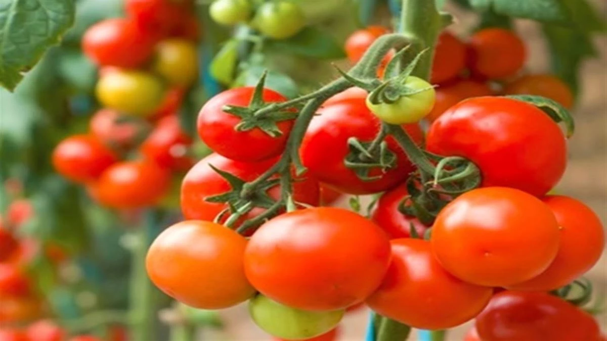 टमाटर में पहला और मटर उत्पादन में दूसरे स्थान पर मध्य प्रदेश, दुग्ध उत्पादन 20 प्रतिशत बढ़ाने का लक्ष्य