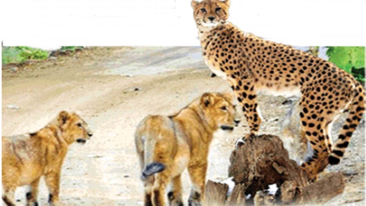 Cheetah in MP: कूनो में चीतों को पहचानने की उलझन दूर कर रहे नामीबियाई विशेषज्ञ