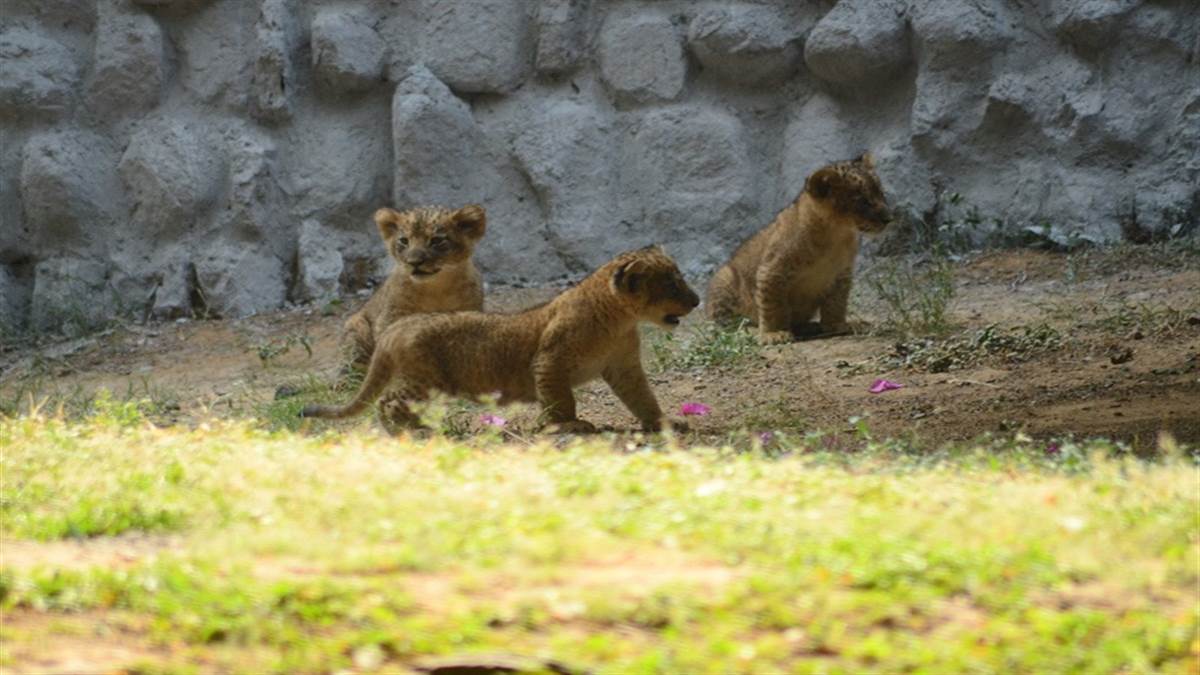 Gwalior Zoo News ग्वालियर चिडि़याघर में शावकों ने की अठखेलियां, 15 दिन