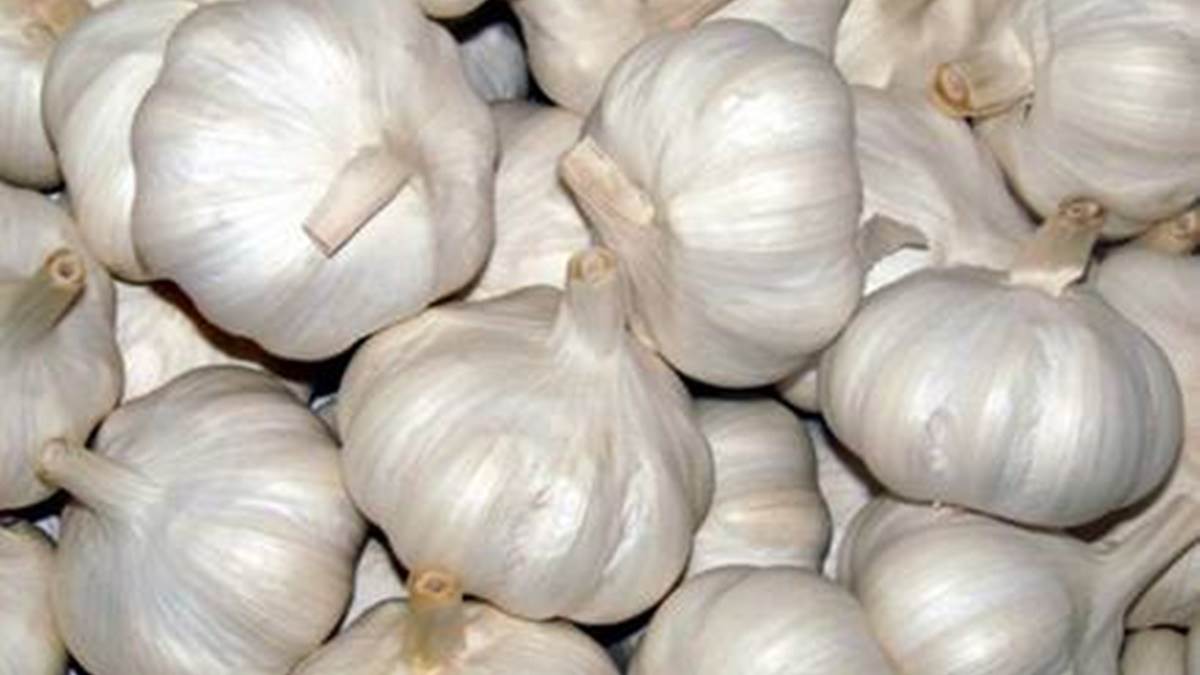 Garlic Price in Raipur: प्याज के बाद अब आसमान छू रहे लहसुन के भाव, चिल्हर में बिक रहा 250 रुपये किलो