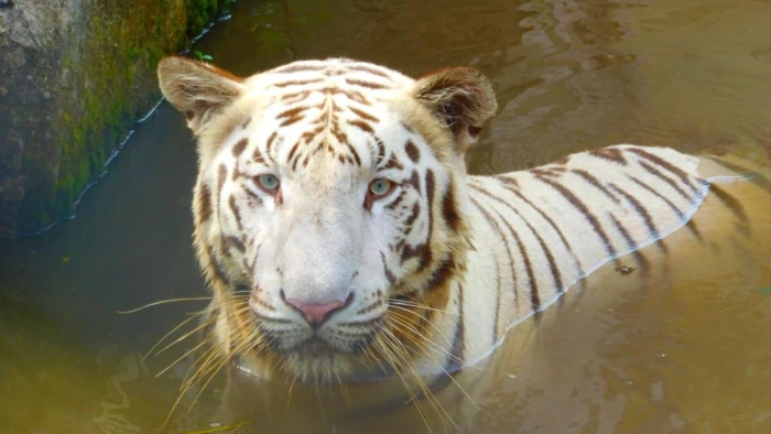 नहीं रही जया... भिलाई के मैत्रीबाग जू में अचानक हुई White Tiger की मौत