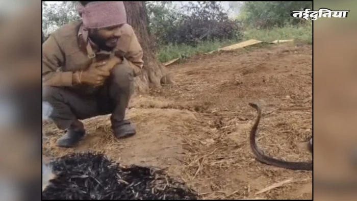 ठंड से अकड़ गया था कोबरा, युवक ने अलाव की गर्मी देकर बचाई जान, Video वायरल