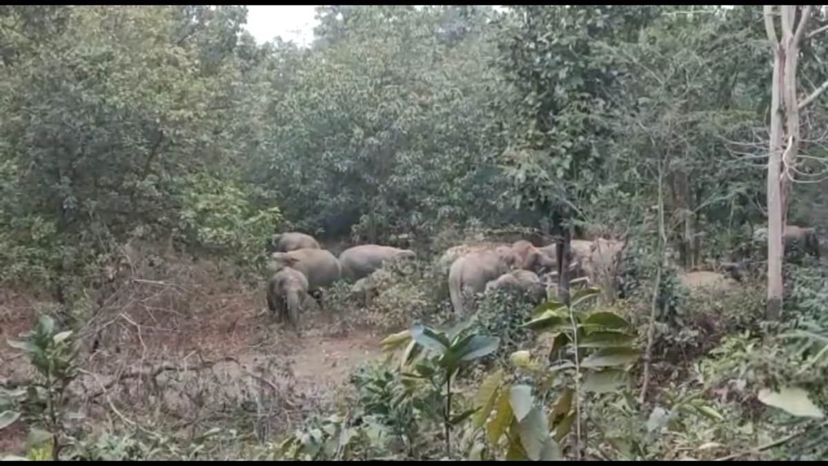 Janjgir champaNews:  सक्ती जिले में घुसा हाथियों का दल युवक को कुचला