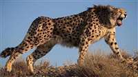 Cheetah Project in MP : दक्षिण अफ्रीका से मध्‍य प्रदेश लाए जाने वाले चीतों को दी जाएगी दोहरी सुरक्षा