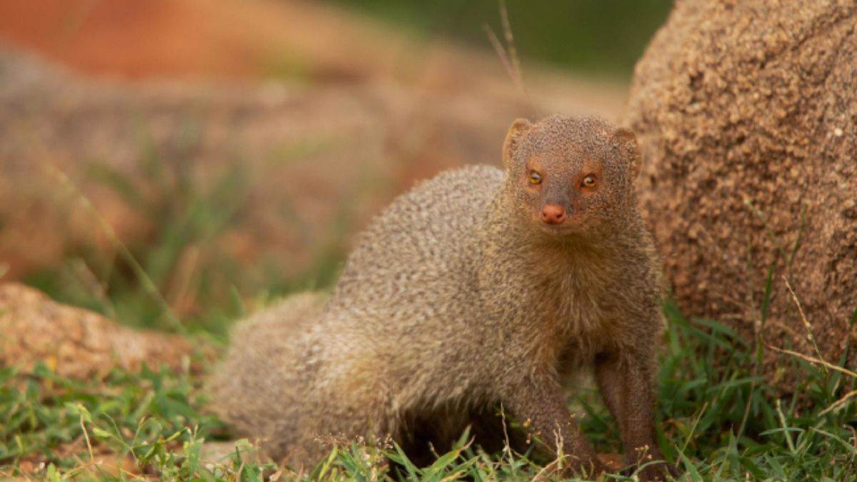 Mongoose Dream Interpretation: सपने में दिखे नेवला तो इसे समझें शुभ संकेत, दूर हो जाएंगी सारी परेशानियां