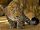 Madhya Pradesh News: Leopard terror in two villages of Sheopur, four people attacked