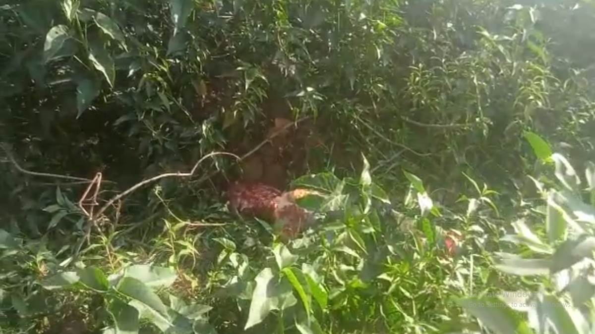 Bandhavgarh Tiger Reserve : उमरिया के मझखेता में बाघ के हमले से ग्रामीण की मौत