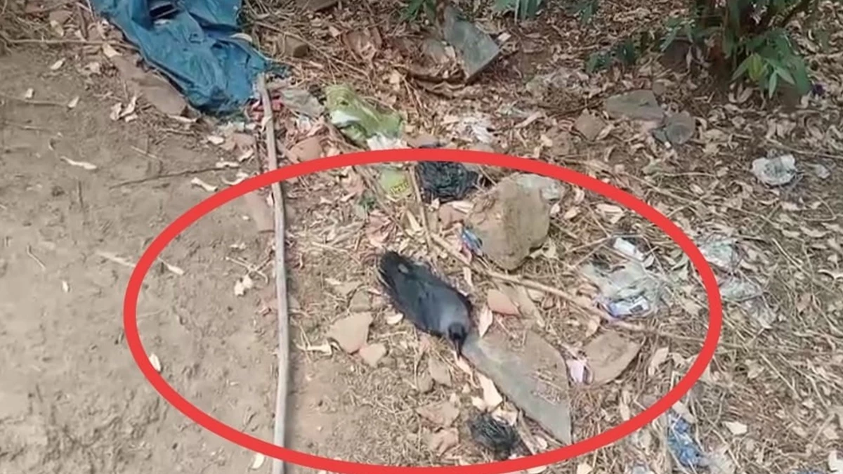 MP के शहडोल जिले में तीन दिन से लगातार हो रही कौवों की मौत से मचा हड़कंप