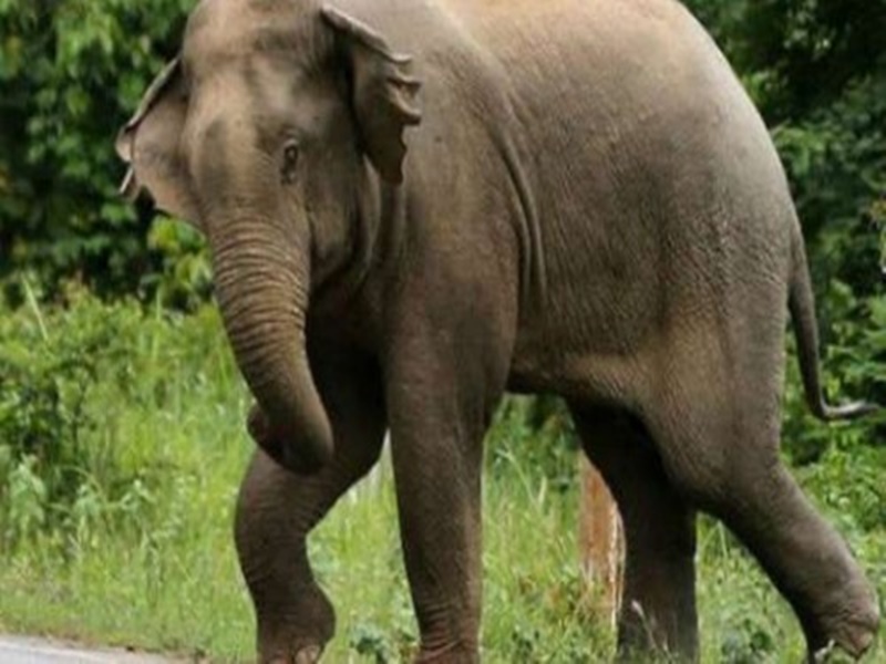 Gariyaband News: Gariyaband News : हाथी के साथ सेल्फी लेने की कोशिश कर रहा  था युवक यह हुआ अंजाम - Naidunia.com