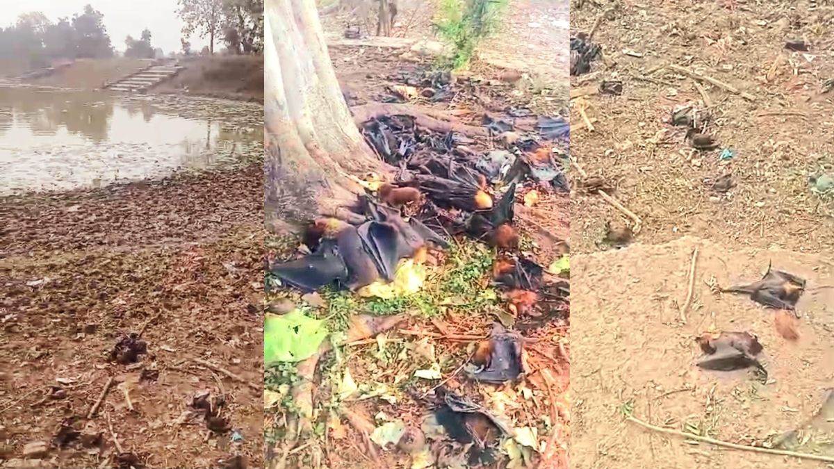Korba News: तेज धूप का कहर, कोरबा के पाली में 30 से अधिक चमगादड़ों की मौत