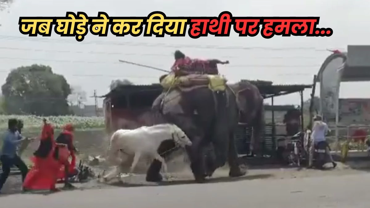 घोड़े ने लिया हाथी से पंगा… पीछे दौड़कर पैर पर काटा, चौंकाने वाली है आगे की कहानी