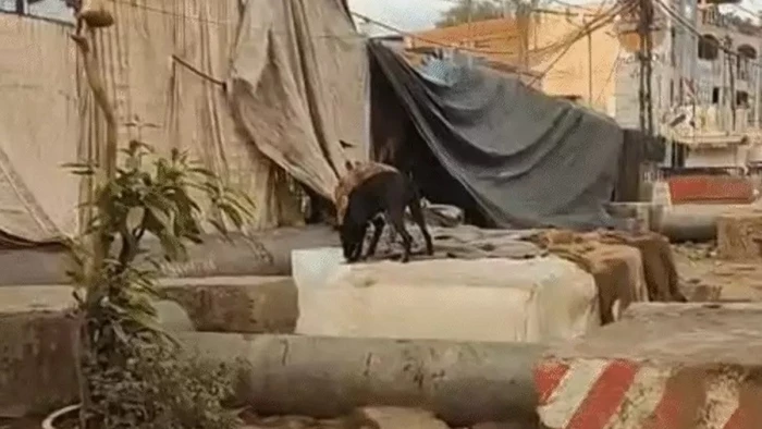 भोपाल में आवारा कुत्‍तों के चाटने के बाद बिक रही थी बर्फ, वीडियो वायरल होते ही निगम ने लगाया जुर्माना