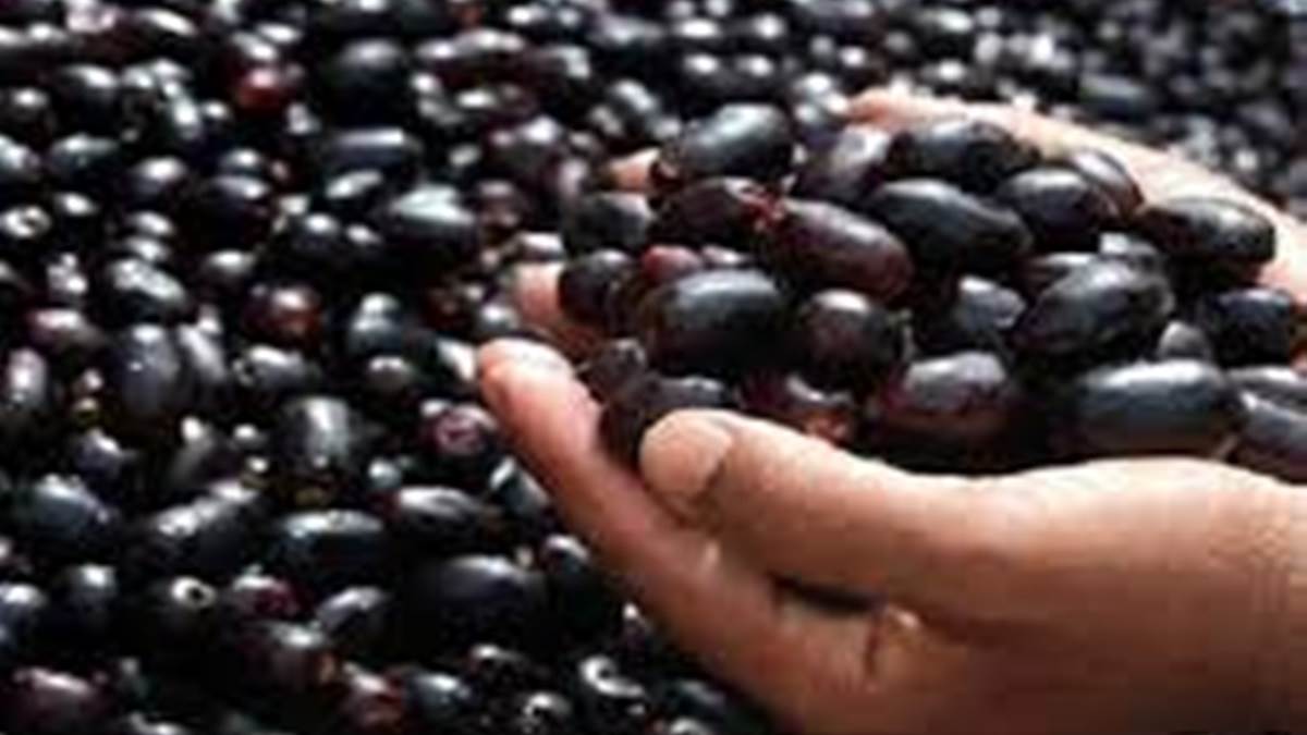Bilaspur Information: जामुन से लखपति बन रही महिलाएं, स्वावलंबन की दिख रही चमकदार तस्वीर