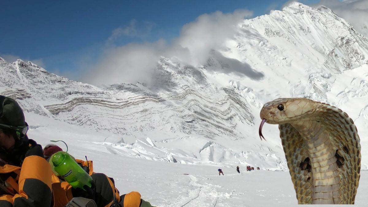 Mount Everest तक पहुंचे जहरीले सांप… वैज्ञानिकों ने जारी की चेतावनी, बताया इसका Global Warming से कनेक्शन