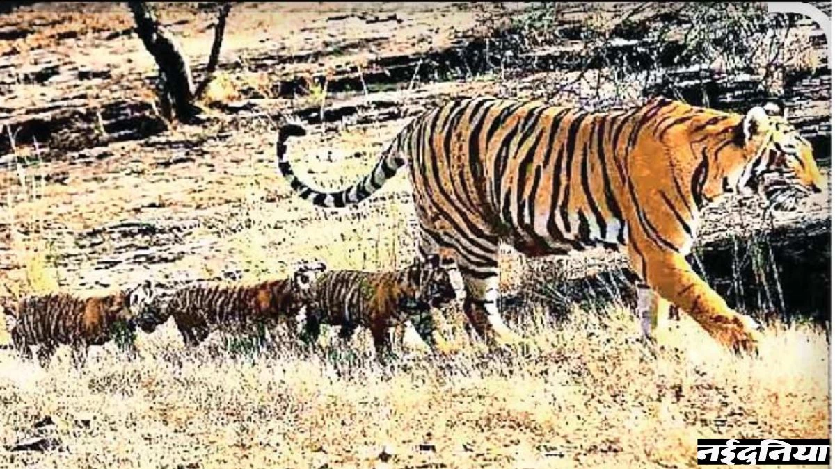 Jungle Safari: 30 सितंबर तक बंद रहेगा वीरांगना दुर्गावती टाइगर रिजर्व, बाघिनों के प्रजनन का होता है यह समय