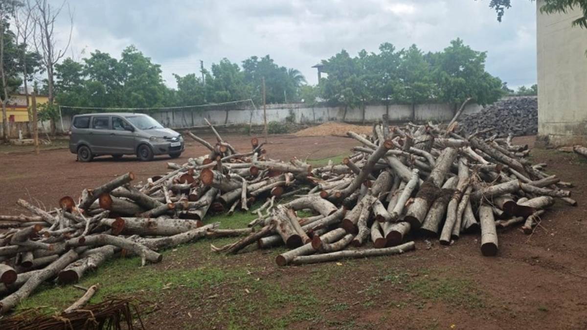 बालोद में गड़बड़झाला उजागर, बिना अनुमति काट डाले 28 हरे-भरे पेड़
