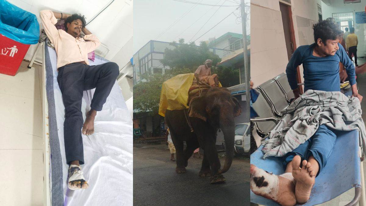 हाथी से आशीर्वाद लेना और बिस्किट खिलाना पड़ा भारी, छिंदवाड़ा में बेकाबू होकर दो युवकों को पटककर किया घायल