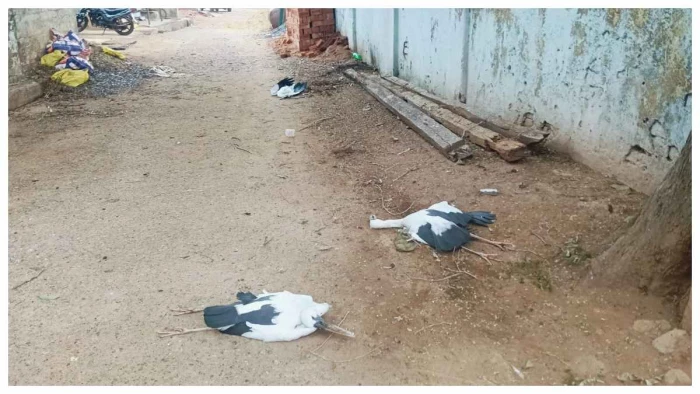 रूस और साइबेरिया से 6 हजार किलोमीटर उड़कर कोरबा आए थे मेहमान; आकाशीय बिजली गिरने से छह की मौत