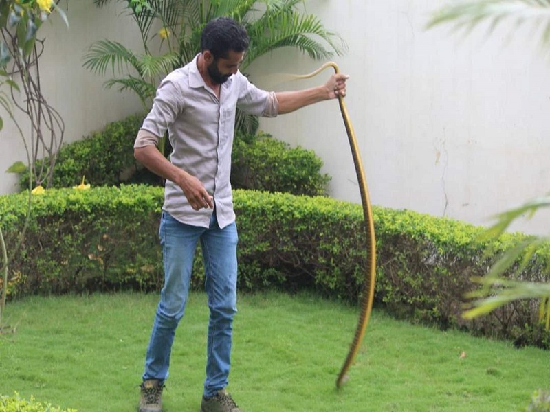 Snake Caught in CM House रायपुर में सीएम हाउस समेत आबादी क्षेत्र में