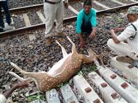 कटनी- बिलासपुर रेलवे ट्रैक पर ट्रेन से टकराकर हुई हिरण की मौत