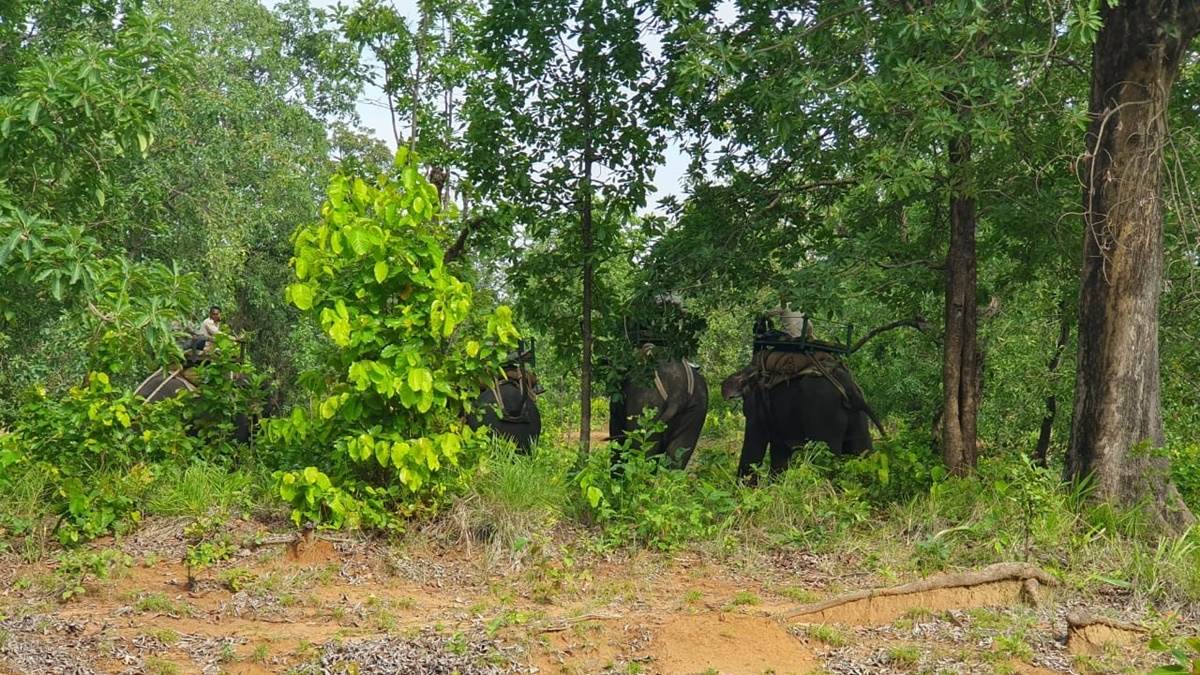 Bandhavgarh Tiger Reserve   02 08 2023 Bandhavgarh Tiger Reserve Elephant Petroling 