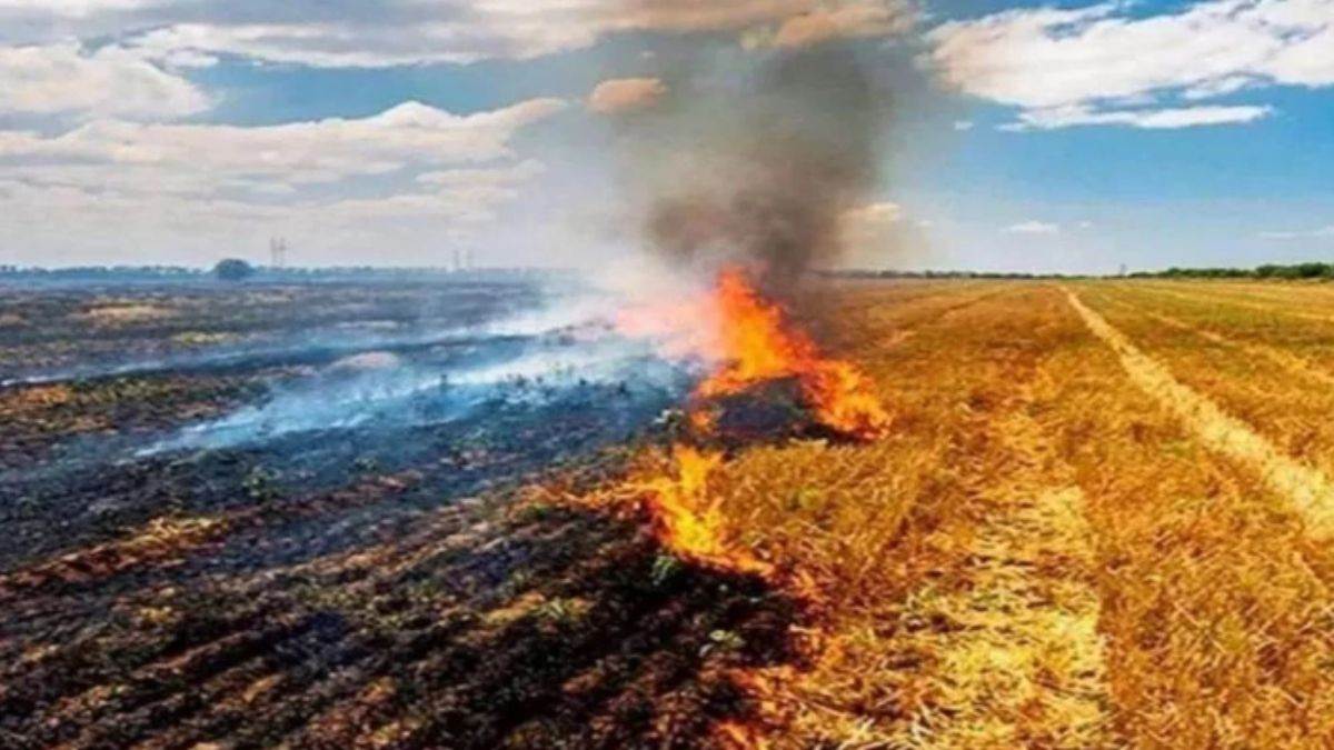पराली जलाने के कलंक से मिलेगी मुक्ति, धान-गेहूं और मक्के के अवशेष बेचकर किसानों की होगी अतिरिक्त आमदनी