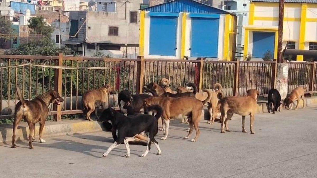 आवारा आतंक से राहत का इंतजार : मंदसौर में हर दिन 25 लोगों को घायल कर रहे कुत्ते