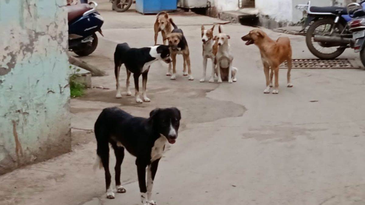 नहीं थम रहा आवारा आतंक : शाजापुर में एक दिन में 15 लोगों को कुत्ते ने काटा, लोगों में फैली दहशत