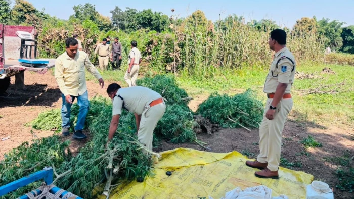 देवास में ड्रोन से नशे की खेती की निगरानी के बाद 700 किलो गांजे के पौधे जब्त, एक हिरासत में