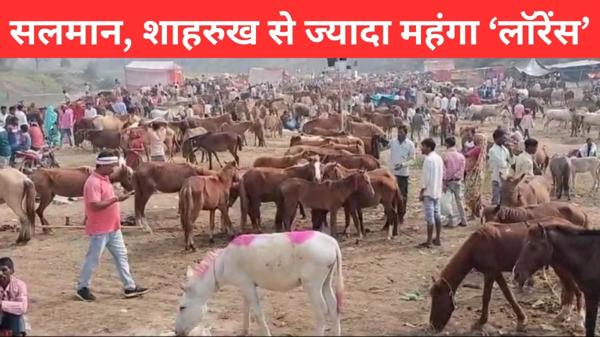 Donkey Mela: चित्रकूट में शुरू हुआ गधों का मेला, औरंगजेब ने की थी शुरुआत, फिल्म स्टारों के नाम वाले गधों की डिमांड