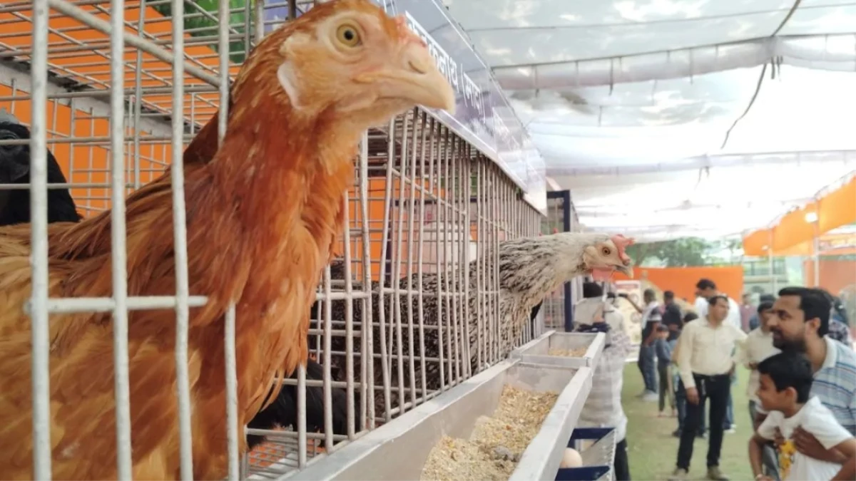 देश में प्रोटीन संकट! लोगों को जरूरत 180 अंडों की, मिल रहे सिर्फ 103... अंडा और मांस उत्पादन में पिछड़ा भारत