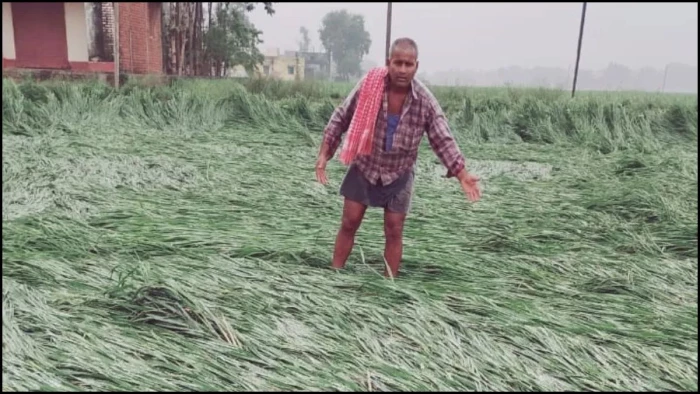 Gwalior में गुस्से में किसान... खेतों का हाल देख आए, पीड़ा सुन आए माननीय, सर्वे को फिर भी नहीं मिली गति