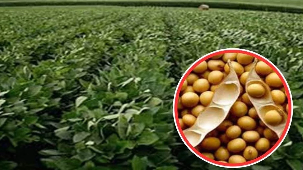 MP में भावांतर योजना ने बढ़ाई किसानों की चिंता, बोले- मंडियों में व्यापारियों की मिलीभगत