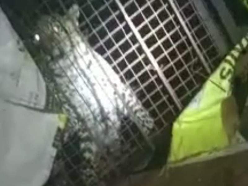 इंदौर के चिड़‍ियाघर से पिंजरा तोड़कर तेंदुआ गायब हुआ, लोगों में दहशत