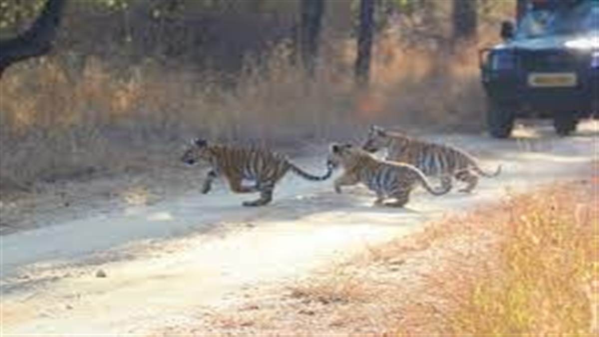 Pench Tiger Reserve News : पेंच में दो बाघिन के साथ चार शावकों को देख कर गदगद हुए पर्यटक, बाघिन के साथ सड़क पार करते देखे गए शावक