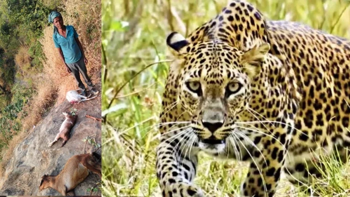 छिंदवाड़ा में तेंदुए की दहशत, जंगल में किया 7 बकरियों का शिकार; वन विभाग ने जारी किया अलर्ट