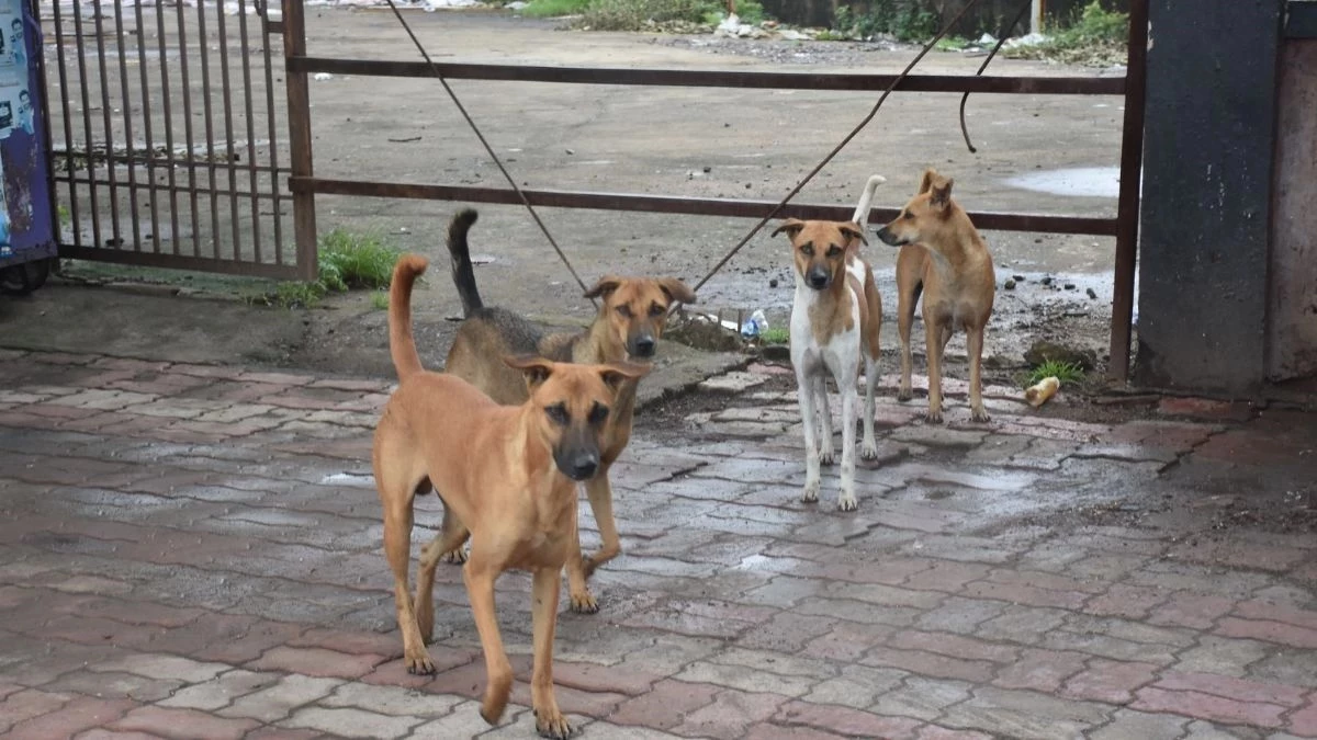 सामुदायिक कुत्तों को शेल्टर में बंद करना स्थायी समाधान नहीं, यही समझाने सड़कों पर उतरेंगे सैकड़ों लोग
