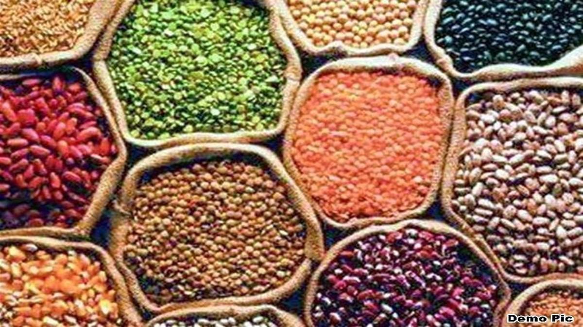 Indore Mandi Bhav: आयातित उड़द की लागत ऊंची होने से कीमतों में तेजी, तुवर भी उछली