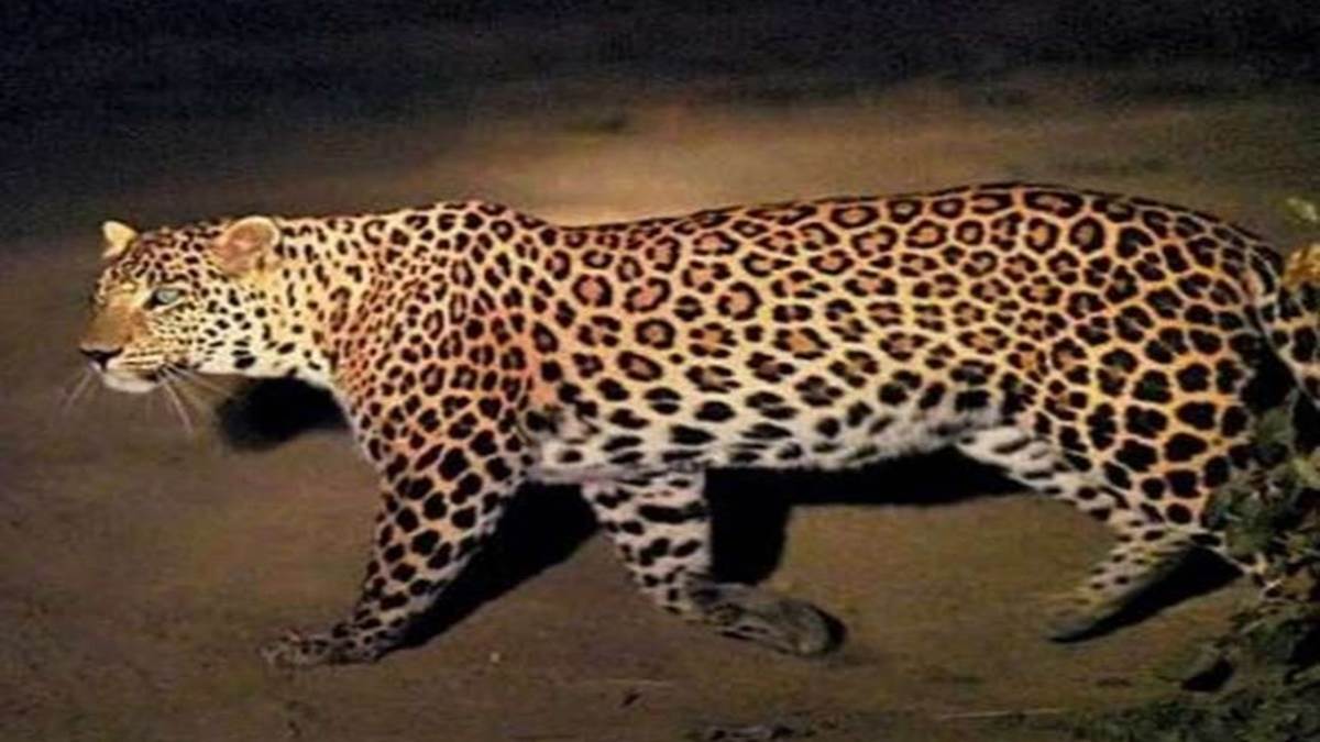 Jabalpur Information : नयागांव में तेंदुए की चहलकदमी, दशहत में नाइट ड्यूटी करने वाले बिजली कर्मी