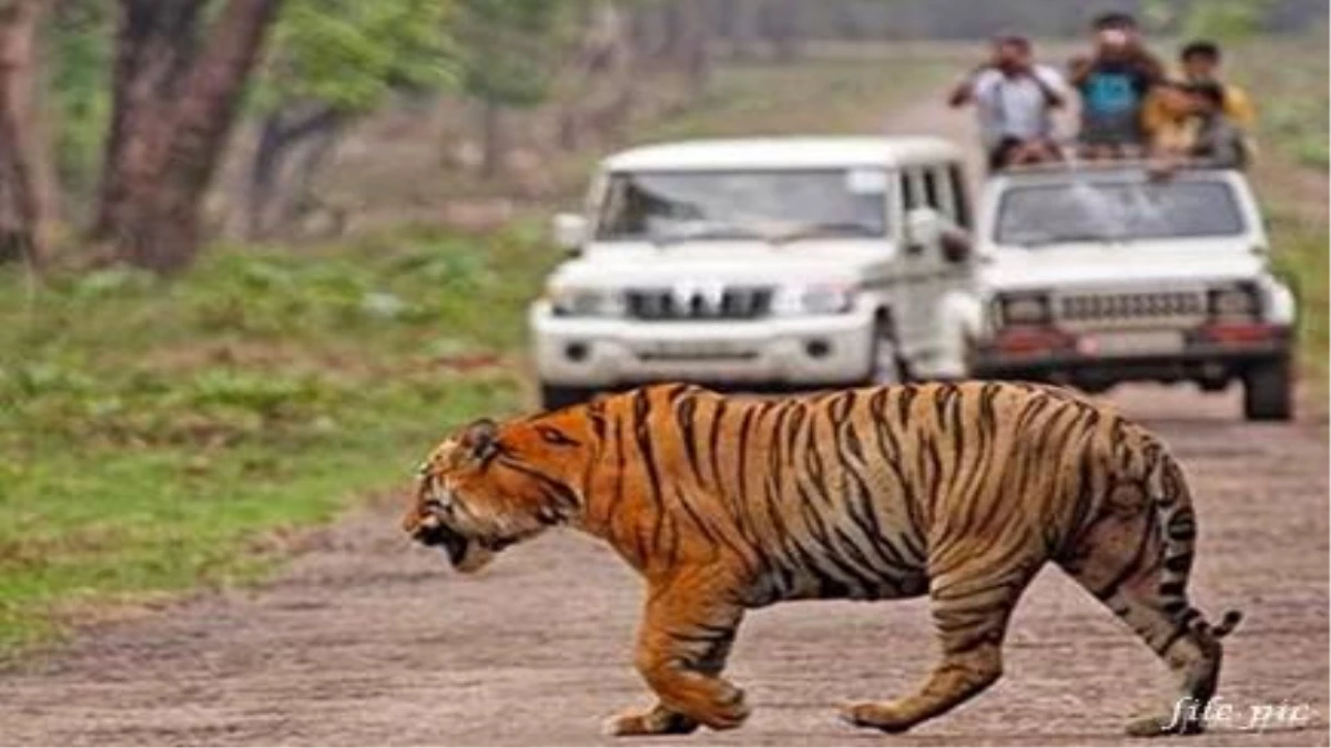 बांधवगढ़ के ज्वालामुखी बफर के बाद दूसरे गेटों से सफारी को लेकर विचार, पर्यटकों के लिए खोले जा सकते हैं पलझा के बंद गेट