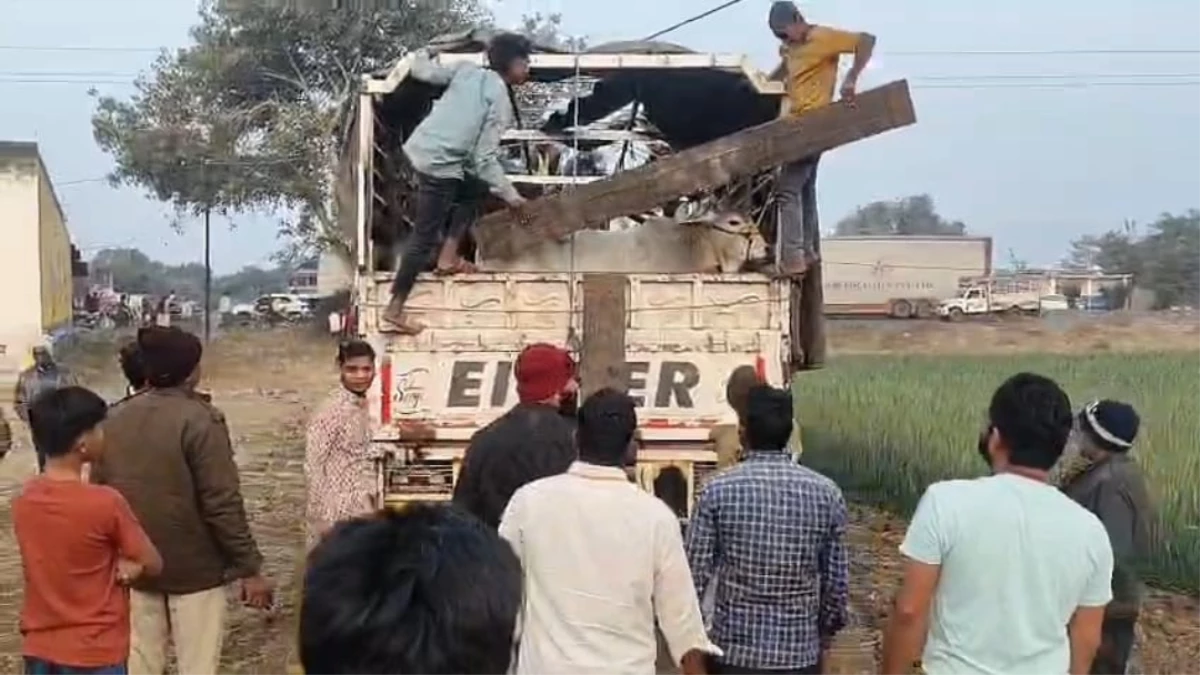 धार में गोवंश से भरा मिनी ट्रक पकड़ा, तस्करों की पथराव-फायरिंग में बजरंग दल के दो कार्यकर्ता घायल