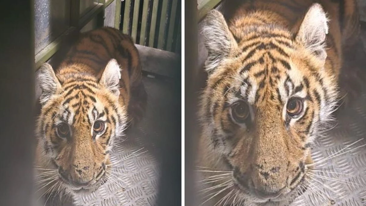 गांव पहुंचे जंगल के मेहमान... MP के बाघदेव मंदिर परिसर में आराम करते दिखे शावक, रातभर चला रेस्क्यू ऑपरेशन