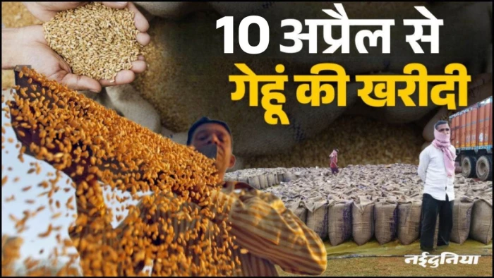 एमपी में गेहूं खरीदी की तैयारी पूरी... 19 लाख किसानों ने कराया पंजीयन, 10 अप्रैल से शुरू होगा 78 लाख टन का उपार्जन