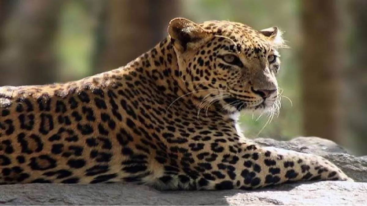 Khandwa News: खेत में तेंदुए ने दो लोगों पर किया हमला, ग्रामीणों में दहशत